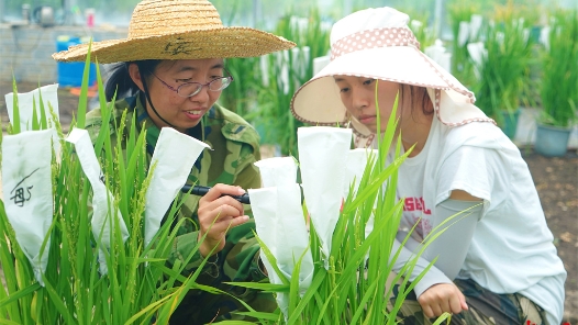 炎夏战暑授粉忙（组图）