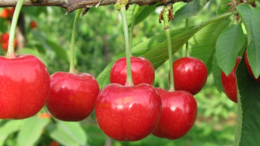 左右甜樱桃果实硬度的关键基因找到? title=