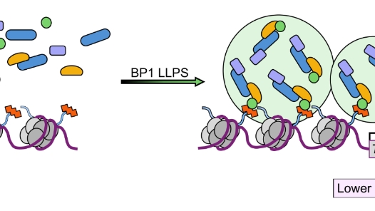 真菌毒素合成新模型助力绿色防控技术研? title=