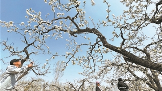 百年梨树盛放如初最美乡村蓬勃发? title=