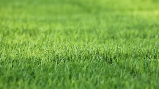 北斗导航、高速插秧……今年春播粮食意向面积超9.5亿亩