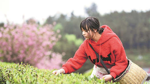 贵州余庆：产茶大县迎来春茶采摘高? title=