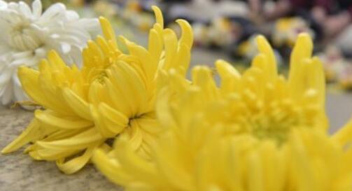 中铁上海局建筑公司党员参加烈士陵园进行清明扫墓活动