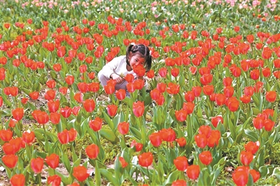 万余株“国泰”郁金香绽放鲜花? title=