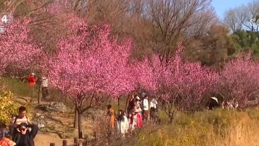 “繁荣”“繁花”“繁华”，跟着繁花去旅行！文旅消费释放蓬勃动能