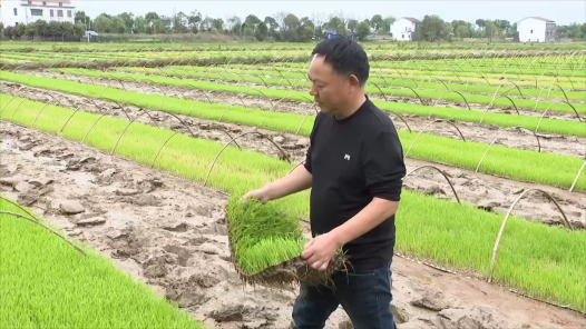 劳模故事·全国劳动模范丨阳岳球：赤诚守望在田间