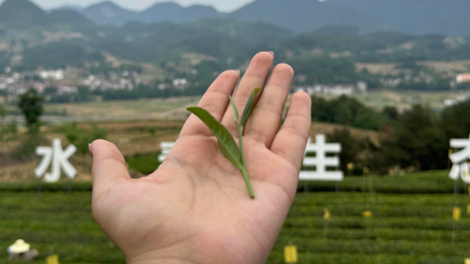 发现最美铁路·春涌秦巴走西成丨沿着铁路一起上春山，采春茶！