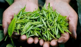 市场观潮｜茶产业需形成“茶?”效? title=